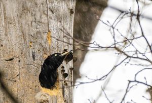 Wer guckt da zum Loch raus?